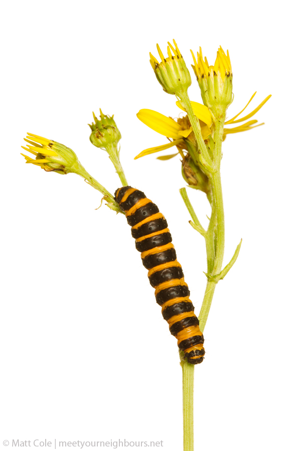 MYN Cinnabar Moth Caterpillar on Ragwort 3